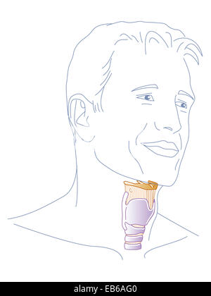 LARYNX, DESSIN Banque D'Images