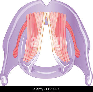 LARYNX, DESSIN Banque D'Images