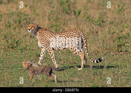 Marcher avec un guépard femelle cub dans le Masai Mara au Kenya Banque D'Images