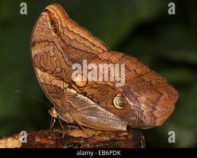 Automedon (papillon Hibou géant Eryphanis automedon, Eryphanis polyxena) a.k.a. Mort pourpre bleu (Papilio automedon) Banque D'Images