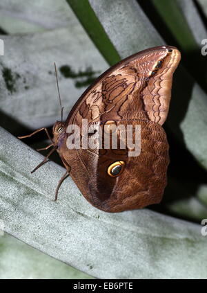 Automedon (papillon Hibou géant Eryphanis automedon, Eryphanis polyxena) a.k.a. Mort pourpre bleu (Papilio automedon) Banque D'Images