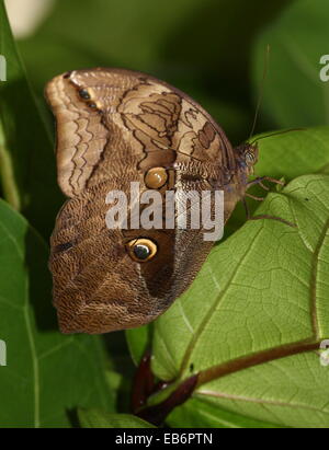 Automedon (papillon Hibou géant Eryphanis automedon, Eryphanis polyxena) a.k.a. Mort pourpre bleu (Papilio automedon) Banque D'Images