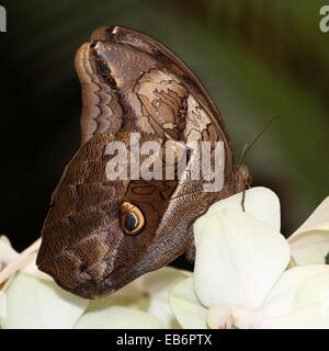 Eryphanis Automedon automedon géant (Owl, E polyxena) se nourrissant sur une fleur d'orchidée. A.k.a. Mort pourpre bleu (Papilio automedon) Banque D'Images