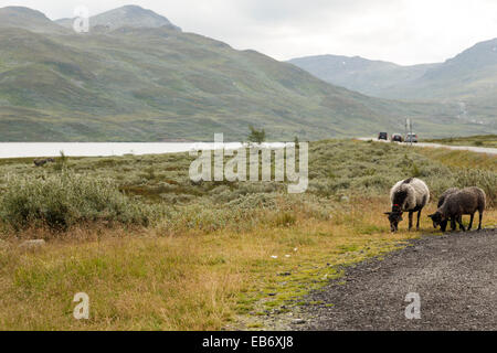 Eldrevatnet le lac, Laerdal, municipalité du comté de Sogn og Fjordane, en Norvège en été Banque D'Images