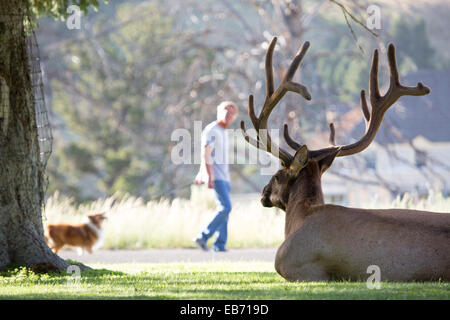 Un bull elk repose dans l'herbe près de touristes à Mammoth Hot Springs à Yellowstone National Park le 24 juillet 2014 dans le Wyoming. Banque D'Images