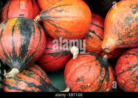 Assortiment de différents types de cucurbitacées, citrouilles, courges et gourdes Banque D'Images