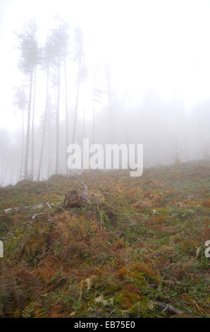 Forêt de pins de taille. Jour de brouillard dans les montagnes. Banque D'Images