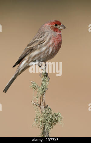 Roselin familier Carpodacus mexicanus - - mâle Banque D'Images