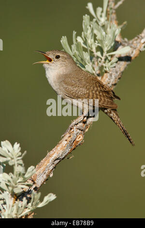 Trogladytes - Troglodytes aedon Banque D'Images