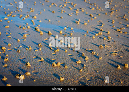 Moulages ver sur une plage avec de longues ombres du soir Banque D'Images