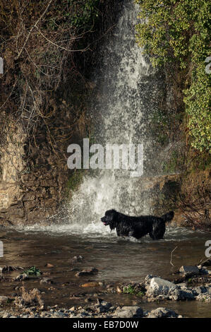 Chien portugais se baigner dans une rivière d'eau douce cascade Banque D'Images