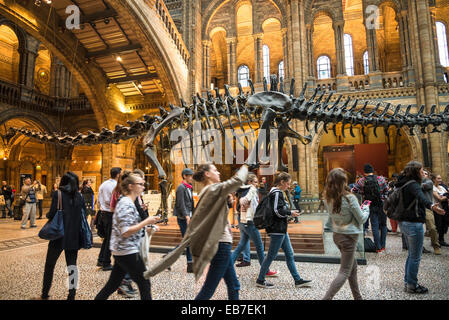 Natural History Museum salle principale avec squelette de Diplodocus, South Kensington, SW7, London, England, UK Banque D'Images