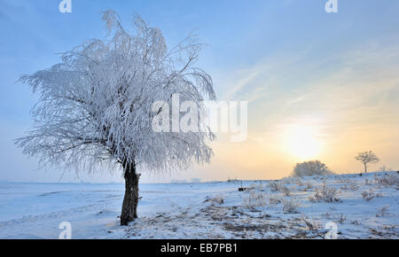 Paysage d'hiver des arbres gelés dans le temps du matin Banque D'Images