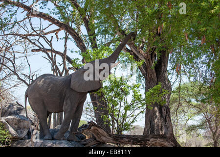 Grimper sur les rochers de l'Eléphant d'Afrique et de manger des arbres dans le parc national de Ruaha en Tanzanie Banque D'Images