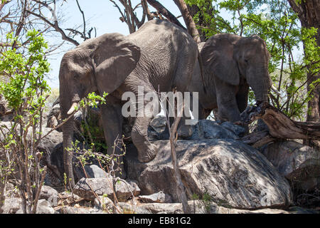 Grimper sur les rochers, les éléphants du parc national de Ruaha en Tanzanie Banque D'Images