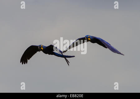 Anodorhynchus hyacinthinus Hyacinth Macaw () survolant Pantanal, Mato Grosso do Sul, Brésil Banque D'Images