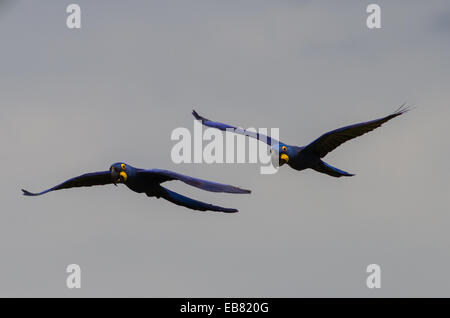 Anodorhynchus hyacinthinus Hyacinth Macaw () survolant Pantanal, Mato Grosso do Sul, Brésil Banque D'Images