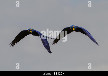 Anodorhynchus hyacinthinus Hyacinth Macaw () survolant Pantanal, Mato Grosso do Sul, Brésil Banque D'Images