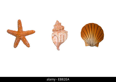 Coquillages et seastar isolated Banque D'Images