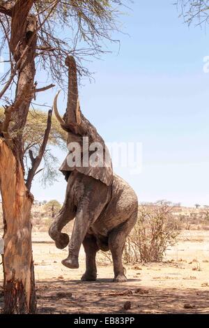 L'eléphant d'Afrique mâle mangeant de l'arborescence sur pattes dans le Ruaha National Park, Tanzanie Banque D'Images