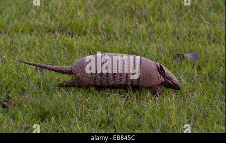 Six-banded armadillo (Euphractus sexcinctus) Banque D'Images