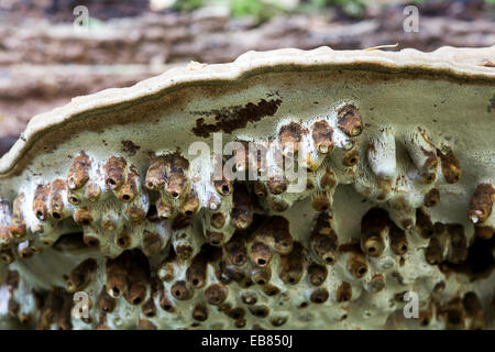 Les gales de la volée Agathomyia wankowiczi sur un artiste, le champignon Ganoderma applanatum () Banque D'Images