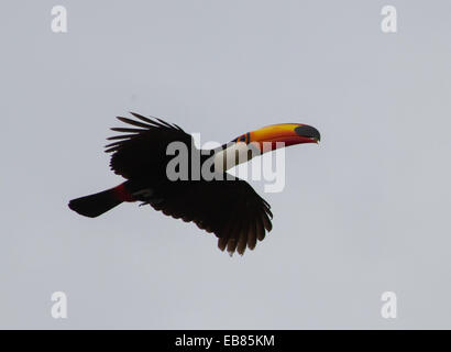 Toucan Toco (Ramphastos toco) aka Toucan commun Banque D'Images