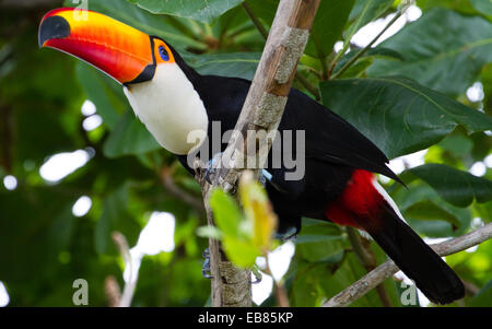 Toucan Toco (Ramphastos toco) aka Toucan commun Banque D'Images