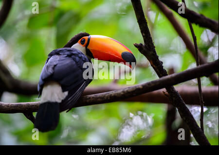Toucan Toco (Ramphastos toco) aka Toucan commun Banque D'Images