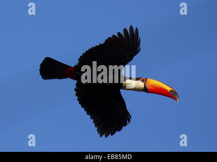 Toucan Toco (Ramphastos toco) aka Toucan commun Banque D'Images