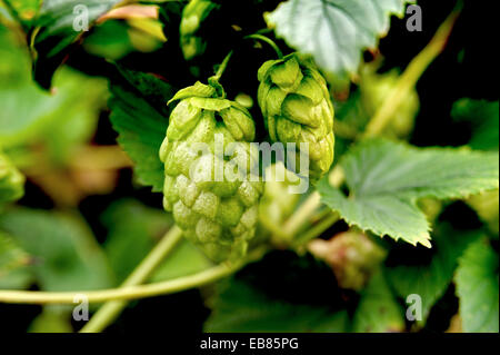 Houblon FRAIS CROISSANT DANS une haie à Devon, Angleterre Banque D'Images