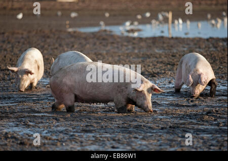 L'élevage de porcs en liberté les animaux de l'industrie pour un rendez-vous dans un champ boueux de fourrage, à Lossiemouth, murène. L'Écosse. 9230 SCO. Banque D'Images