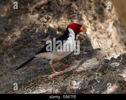 Red-Capped Cardinal (Paroaria gularis) Banque D'Images