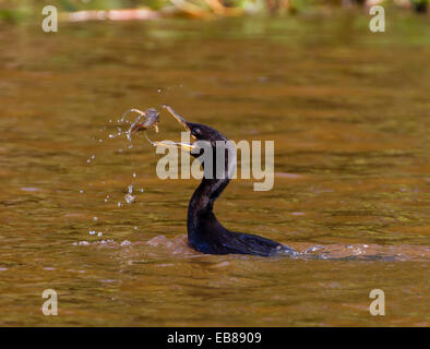 Cormoran ou Olivaceous cormorant (Phalacrocorax brasilianus) avec des poissons en bec Banque D'Images