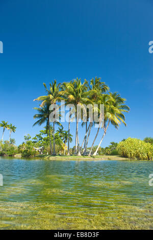 Des COCOTIERS PANDANUS LAKE Fairchild Tropical Botanic Garden CORAL GABLES FLORIDA USA Banque D'Images