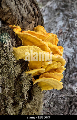 Soufre Shelf Conk, Coastal Live Oak. Banque D'Images