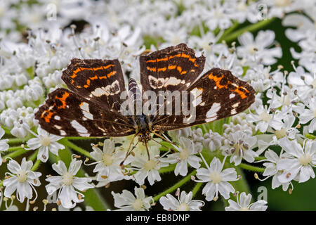 Papillon Araschnia levana (carte) sur fleur Banque D'Images