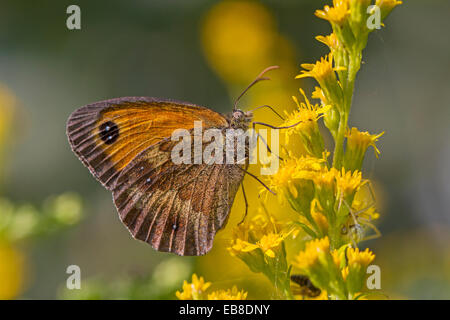 Couverture / Gatekeeper Pyronia tithonus (brun) se nourrissant sur des verges (Solidago) Banque D'Images