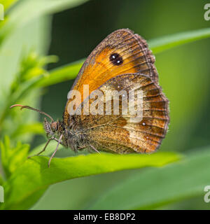 Couverture / Gatekeeper Pyronia tithonus (brun) Banque D'Images