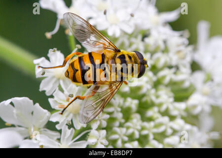 Dead Head Hoverfly (Myathropa florea) sur fleur Banque D'Images