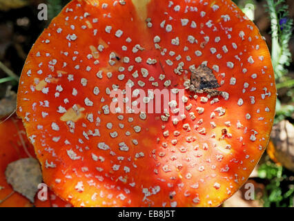 Belle toadstool champignons dans les bois photographié closeup Banque D'Images