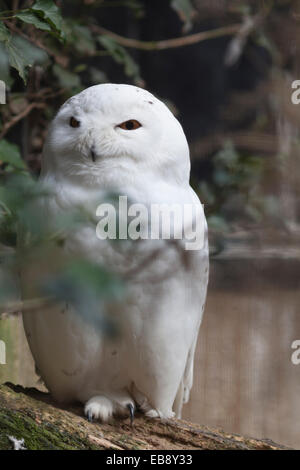 La faune, l'homme le Harfang des neiges (Bubo scandiacus). Banque D'Images