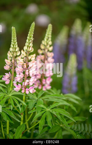 Rose et violet fleurs lupin dans jardin Banque D'Images