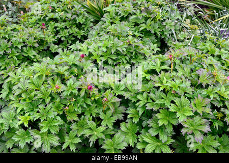 Astrantia major hadspen blood couvre-sol feuillage feuilles vivaces couvre-sol Floral RM Banque D'Images