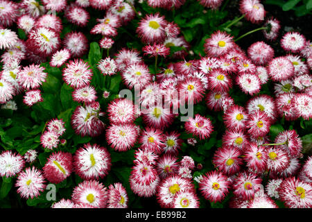 Habanera Bellis perennis blanc avec conseils rouge fleur fleurs Marguerite commune vivace à fleurs floral RM Banque D'Images