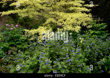 Cornus controversa variegata omphalodes verna arbre arbres plantes vivaces la plantation scheme bleu blanc bigarré de gâteau de mariage Banque D'Images