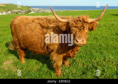 Vache Highland Banffshire Ecosse Banque D'Images