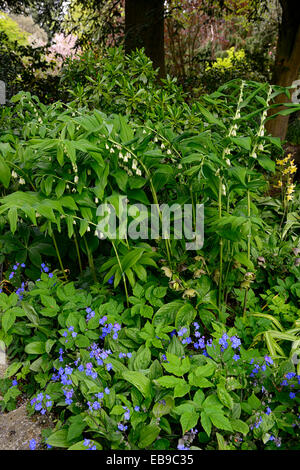 Polygonatum multiflorum omphalodes verna fleurs blanc bleu bois forestiers jardinage jardin ombragé ombre Floral fleur printemps RM Banque D'Images