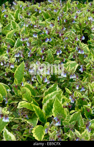Symphytum grandiflorum goldsmith consoude naine vert feuille feuilles feuillage panaché plante vivace vivaces vernally vernal Banque D'Images