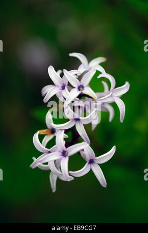 X syringa laciniata lilas à feuilles découpées fleurs printemps floraison floraison floraison Floral RM Banque D'Images